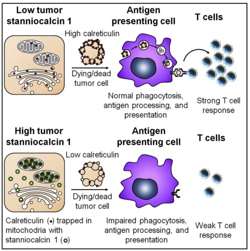 STC1 Monoclonal Antibody